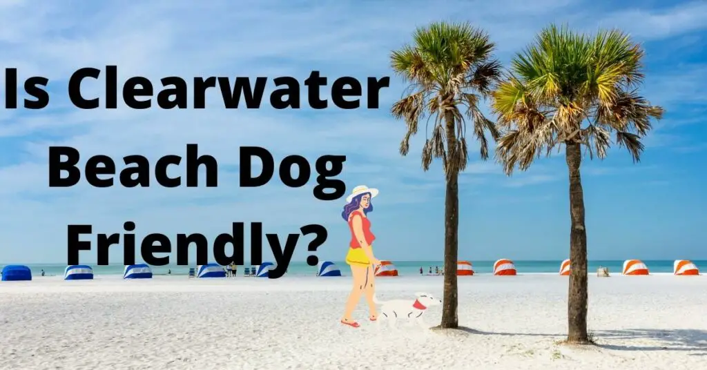 dog friendly clearwater beach