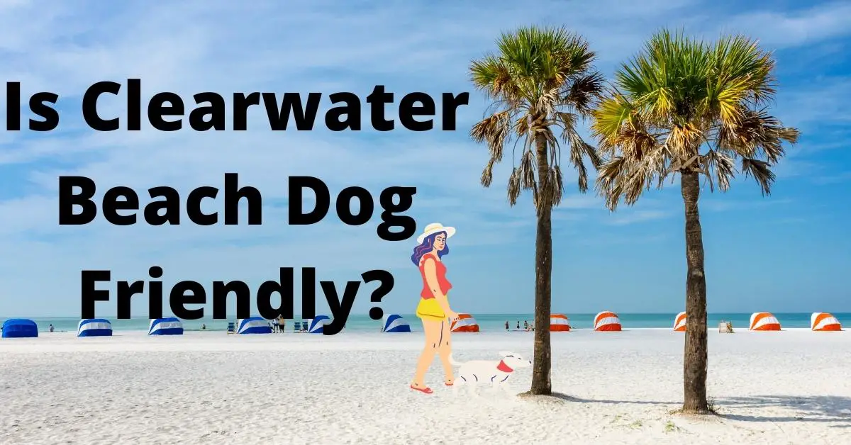 Is Clearwater Beach Dog Friendly? (Read Before You Go) - WanderFever