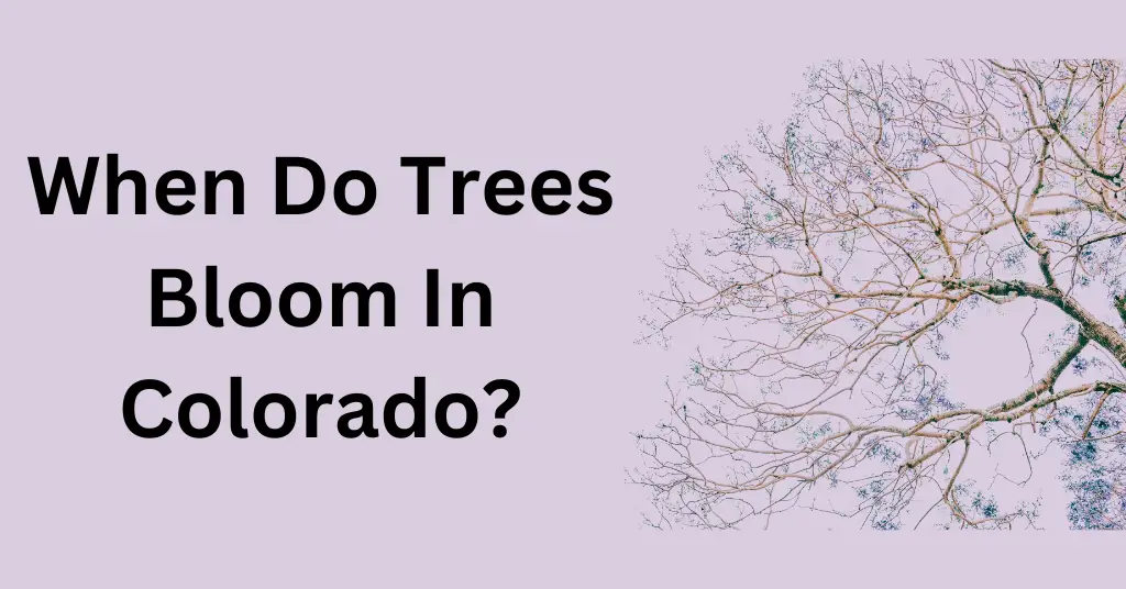 When Do Trees Bloom In Colorado?