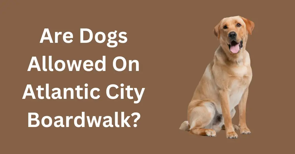 Are Dogs Allowed On Atlantic City Boardwalk?