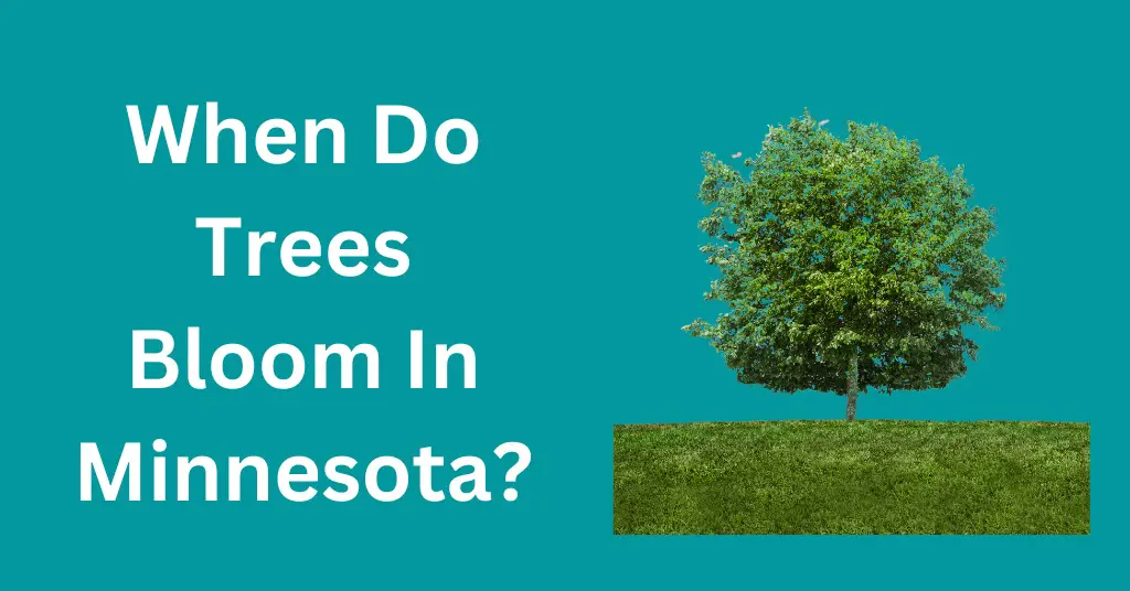 When Do Trees Bloom In Minnesota?